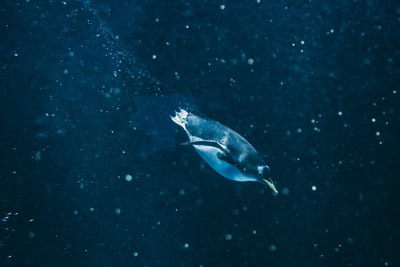 两只白企鹅和黑企鹅在水上游泳